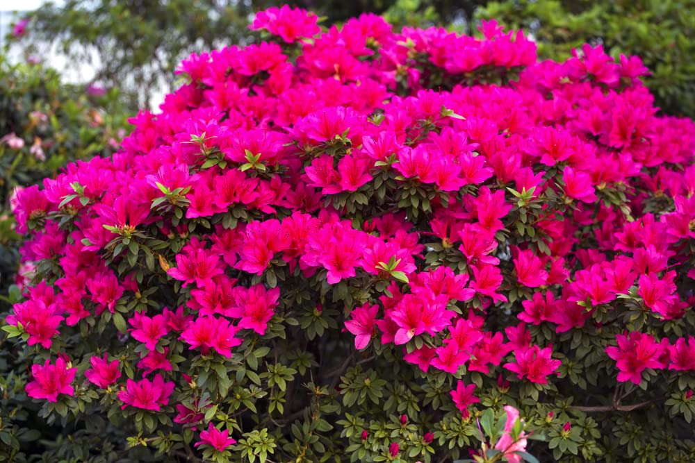 Espoma Organic Azalea-Tone 4-3-4 Plant Food 18 lb