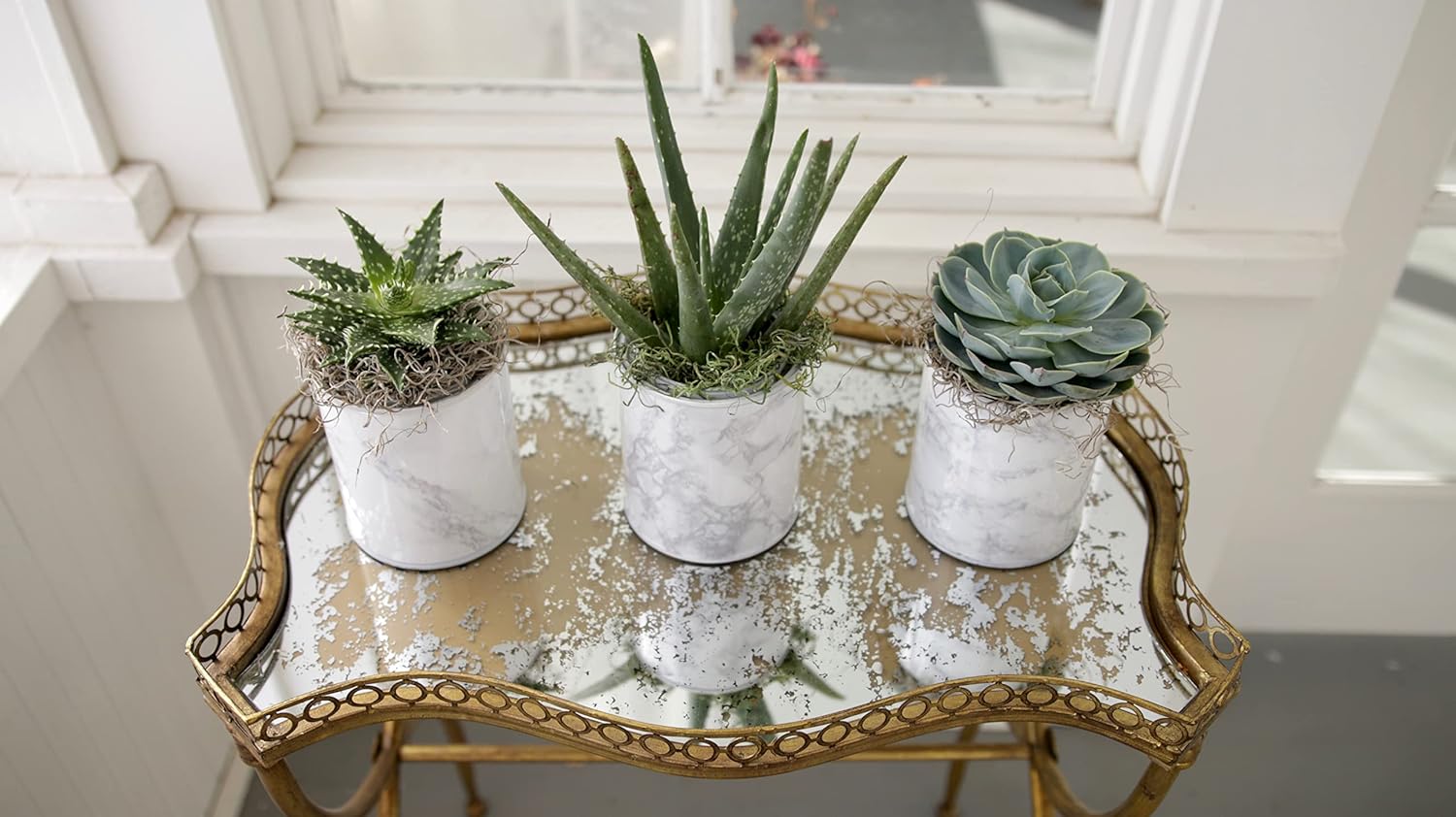 Espoma Organic Cactus Potting Mix 8 qt.
